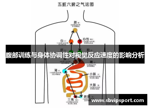 腹部训练与身体协调性对视觉反应速度的影响分析